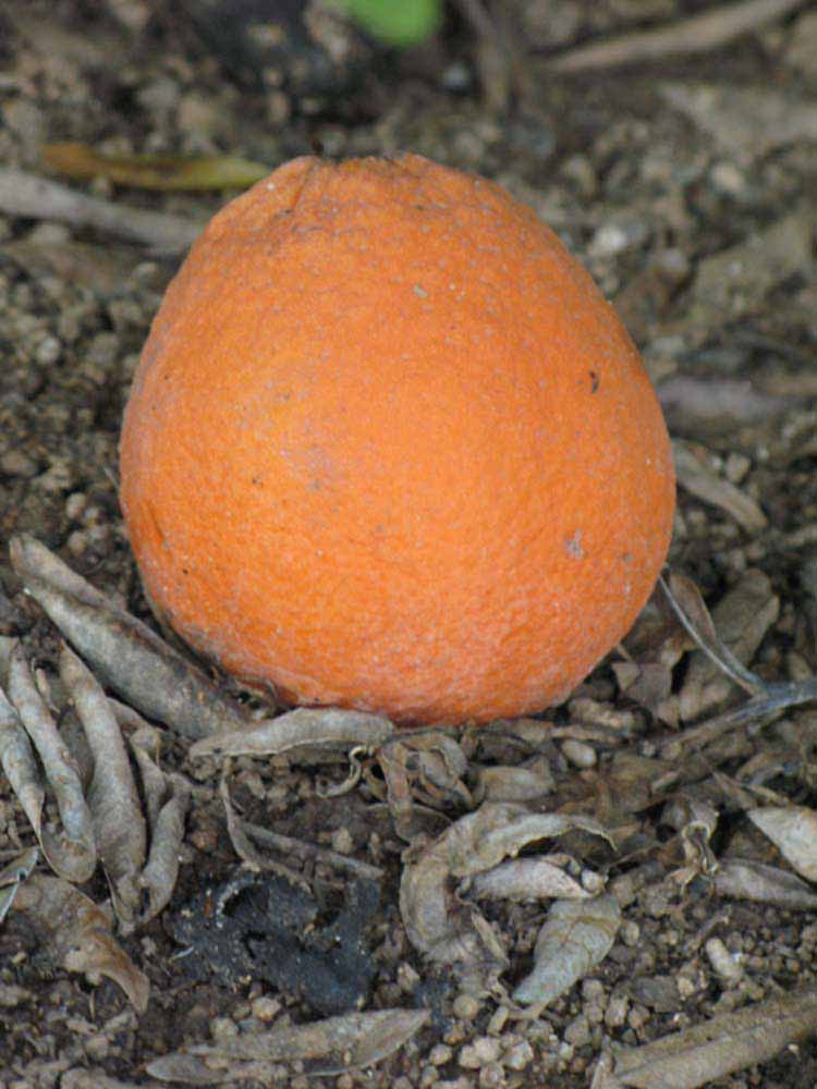            Fruit (Riverside, CA)   